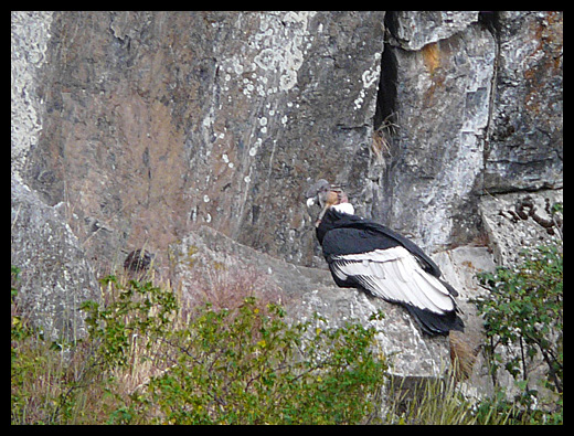 condor des Andes